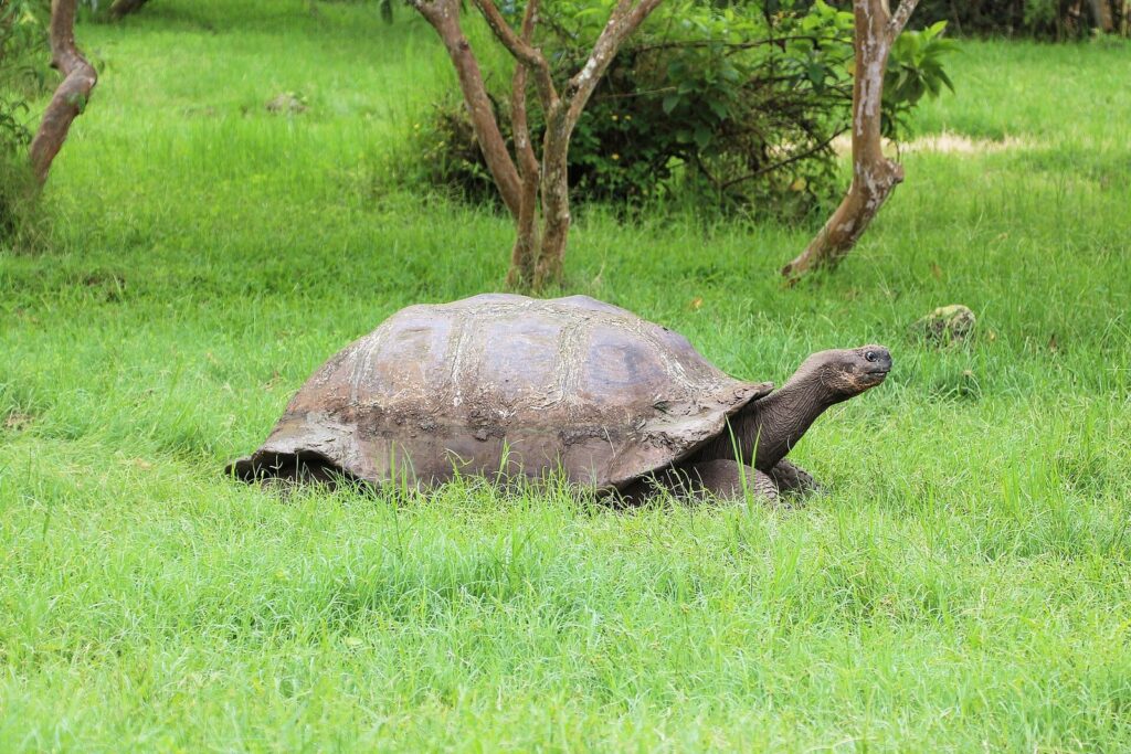 Tortuga gigante de Galápagos caminando sobre el pasto en la isla Santa Cruz