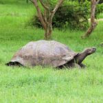 Tortuga gigante de Galápagos caminando sobre el pasto en la isla Santa Cruz
