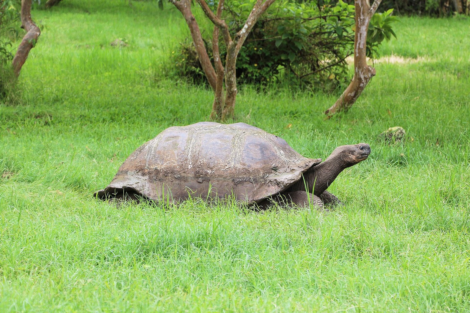 Tortuga gigante de Galápagos caminando sobre el pasto en la isla Santa Cruz