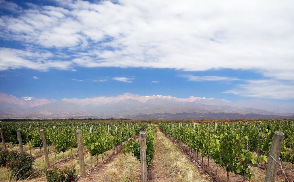 Hileras de viñedos verdes en el Valle de Uco, Mendoza, con la cordillera de los Andes al fondo