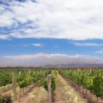 Hileras de viñedos verdes en el Valle de Uco, Mendoza, con la cordillera de los Andes al fondo