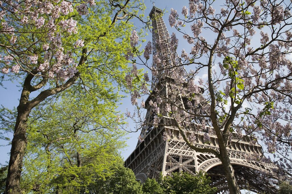 París desde Perú: la Torre Eiffel vista desde abajo entre árboles verdes y ramas con flores lilas bajo cielo azul