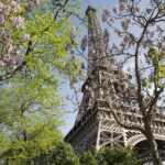 París desde Perú: la Torre Eiffel vista desde abajo entre árboles verdes y ramas con flores lilas bajo cielo azul